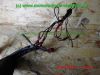 Yamaha_XV535_Virago_gruen_AME-Chopper_-_Teile_Ersatzteile_spares_parts_wie_XV_125_250_750_1100-140.jpg