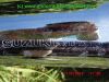 Suzuki_VL_1500_LC_Intruder_original_Auspuff-Anlage_Schalldaempfer_Kruemmer_Sammler_exhaust_mufflers_pipes_downpipes_collector_echappement_Suzuki_10F2_SUZ1_VL1500-16.jpg