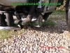 Honda_GL1000_Goldwing_GL2_original_Oldtimer_blau_unverkleidet_allerletzte_Baureihe_1981_2Hd_unfallfrei_unverbastelt_sehr_gepflegt_–_wie_GL1_GL1100_SC02-63.jpg