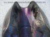 Filename=Kawasaki_Z_440_LTD_Belt_Drive_Teile_Tank_Raeder_wie_Z_KZ_250_400_440_A_B_C_D_H_90.jpg
Filesize=195KiB
Dimensions=1440x1080
Date added=Oct 07, 2010 Kawasaki_Z_440_LTD_Belt_Drive_Teile_Tank_Raeder_wie_Z_KZ_250_400_440_A_B_C_D_H_90.jpg