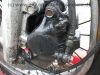 Filename=Suzuki_GN_250_NJ41A_Speiche_mattschwarz_Crash_-_wie_DR_GN_GZ_125_250_400_S_E_D_SE_83.jpg
Filesize=219KiB
Dimensions=1440x1080
Date added=Jan 09, 2011 Suzuki_GN_250_NJ41A_Speiche_mattschwarz_Crash_-_wie_DR_GN_GZ_125_250_400_S_E_D_SE_83.jpg