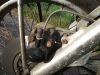 Honda_CB_250_K4_B4_rot_HESTRI_30PS_-_wie_CB_CL_SL_250_350_450_K_K0_K1_K2_K3_K4_20.jpg