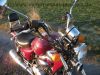 REX_Chopper_125_lila-rot_love_kills_-_wie_REX_Cruiser_Kreidler_Mustang_Kymco_ZING_SMC_SYM_Husky_125_53.jpg