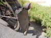 Puch_125_T_Bj__1949_Doppelkolben-Motor_-_no_Puch_R_M_125_150_175_200_250_SV_SGS_TL_TF_29.jpg