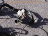Honda_GL1000_Goldwing_MIX_3x_GL1_1976_1977_Ersatzteile_spare-parts_473.jpg