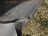 Honda_CBR_125_R_JC34_Vergaser_27tkm_Sturz_10kW_110kmh_teilzerlegt_als_Ersatzteile_1a_Motor_50.jpg