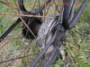 Filename=Göricke_GÖ100_GOe100_GO100_Wrack_Ersatzteile_Rahmen_Gabel_Hauptstaender_Hinterrad_Fender_Schutzblech_21.jpg
Filesize=529KiB
Dimensions=1440x1080
Date added=Jul 21, 2015 Göricke_GÖ100_GOe100_GO100_Wrack_Ersatzteile_Rahmen_Gabel_Hauptstaender_Hinterrad_Fender_Schutzblech_21.jpg