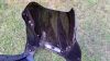 Suzuki_GSX-R_1100_W_GU75C_Ersatzteile_spare-parts__-_Motor_Vergaser_Verkleidung_engine_fairing_wie_GSXR_750_1100_W_53.jpg