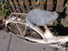NSU_Quickly_50_3x_49ccm_Mofa_plus_Papiere_Betriebserlaubnis_Ersatzteile_Neuteile_Spezialwerkzeug_104.jpg