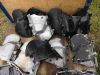Honda_Boldor_Motor-Ersatzteile_CB_750_900_F_KZ_RC01_RC04_SC01_SC09_34.jpg