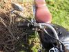 Gilera_Eaglet_50_Chopper_Typ_503_6-Gang_Schaltgetriebe_80kmh_16.jpg
