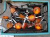 Suzuki_GS850GN_1979_Ur-Modell_Ersatzteile_spare-parts_Koffer_Elektrik_-_wie_GS650G_GS750E_GS550E_GS500E_65.jpg