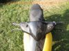 Honda_X8R-S_AF49_SZX50S_gelb_Roller_Scooter_Ersatzteile_Teile_spare-parts_spares_-_wie_X8R-X_SZX50X_20.jpg