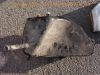 Yamaha_TT600_59x_Teile_Ersatzteile_spares_spare-parts_-_wie_XT_TT_600_Z_K_2KF_2NF_43F_34L_1VJ_3AJ_55V_3YT_59X_34K_36A_3SW_60.jpg