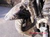 Suzuki_GSF1200S_Bandit_GV75A_crash_BOS-Auspuff_TRW_Lucas_Fussrasten_-_Ersatzteile_Teile_spares_spare-parts_wie_WVA9_22.JPG