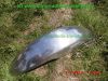 Honda_V45_AME_US-Magna_RC07_baugleich_VF750C_RC09_breite_gereckte_AME-Gabel_vorverlegte_Seeger_Fussrasten-Anlage_–_wie_VT_VF_500_700_750_Super-Magna_Shadow_PC13_RC14_RC19_RC21_RC28_RC29-56.jpg